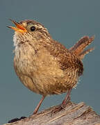 Eurasian Wren