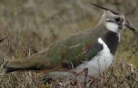 Northern Lapwing