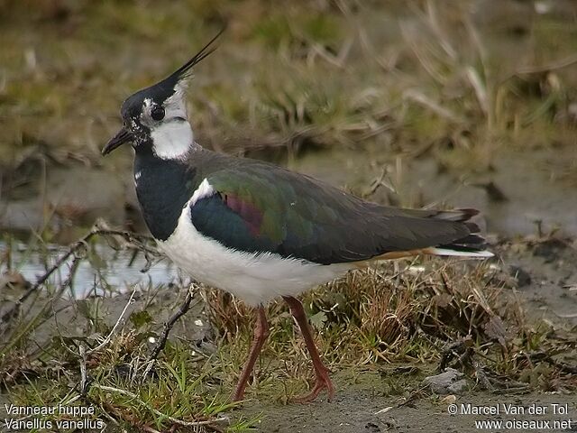 Northern Lapwing male adult