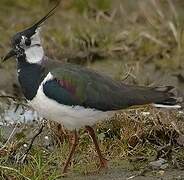 Northern Lapwing