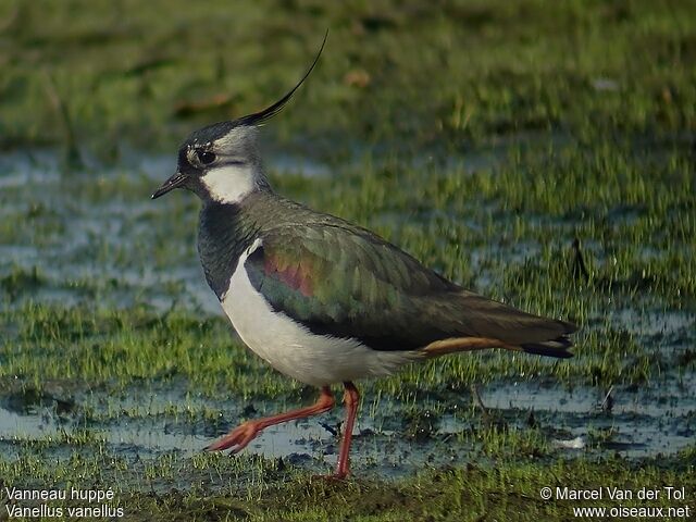 Northern Lapwing male adult