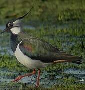 Northern Lapwing