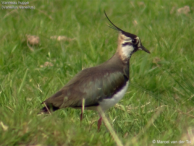 Northern Lapwing