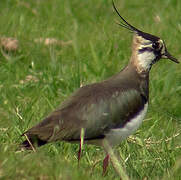 Northern Lapwing