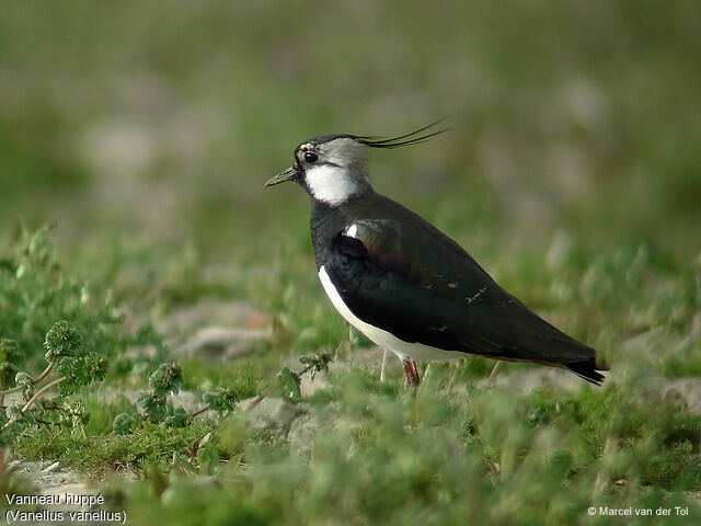 Northern Lapwing