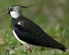 Northern Lapwing