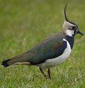 Northern Lapwing