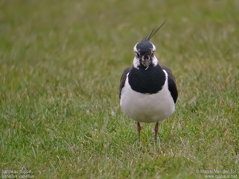 Northern Lapwing male adult