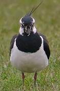 Northern Lapwing