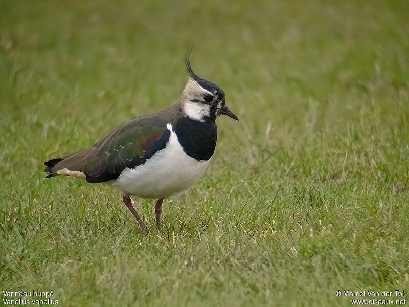 Northern Lapwing male adult