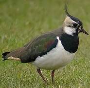 Northern Lapwing