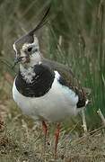 Northern Lapwing