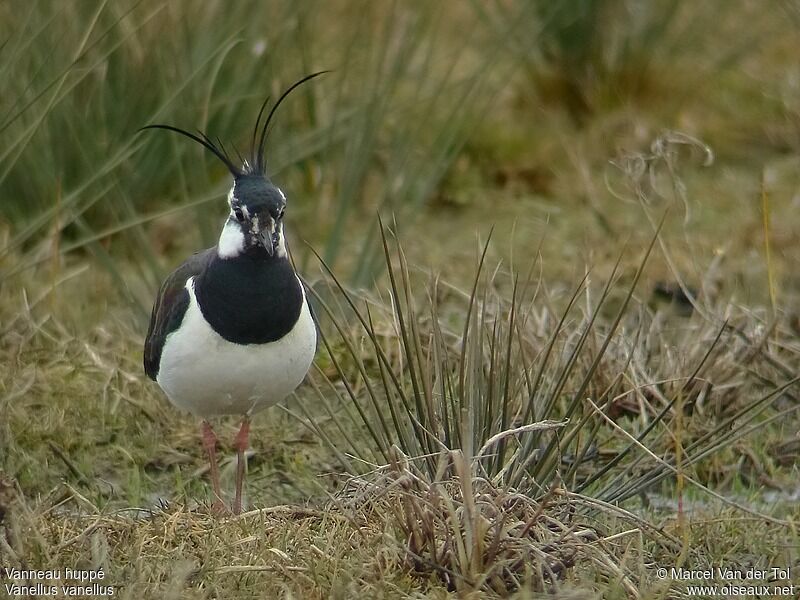 Northern Lapwing male adult