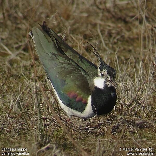 Northern Lapwing male adult