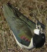 Northern Lapwing