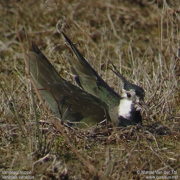 Northern Lapwing male adult