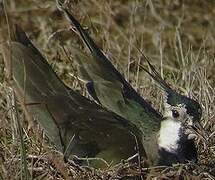 Northern Lapwing