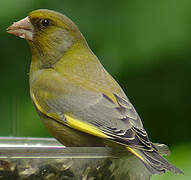 European Greenfinch