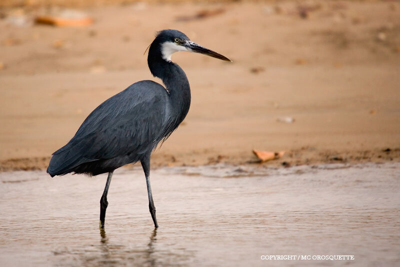 Aigrette des récifs