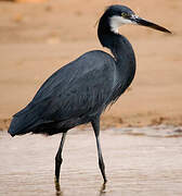 Western Reef Heron