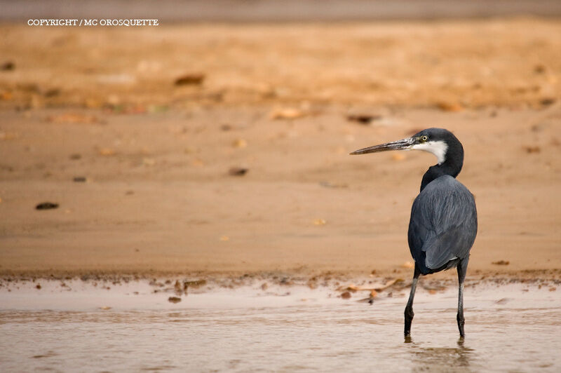 Aigrette des récifs