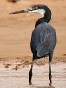 Western Reef Heron