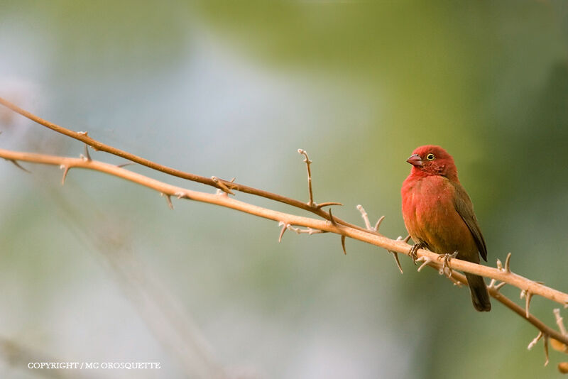 Red-billed Firefinch male