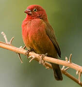 Red-billed Firefinch