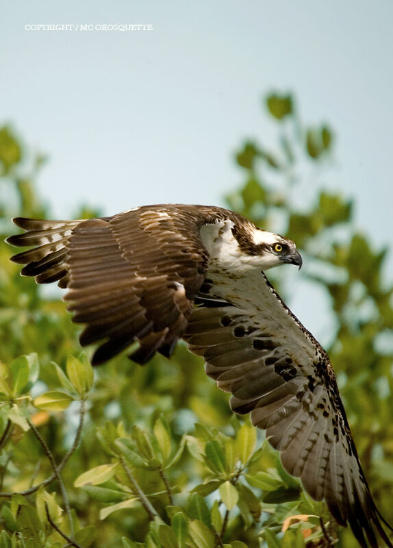 Western Osprey