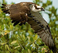 Western Osprey