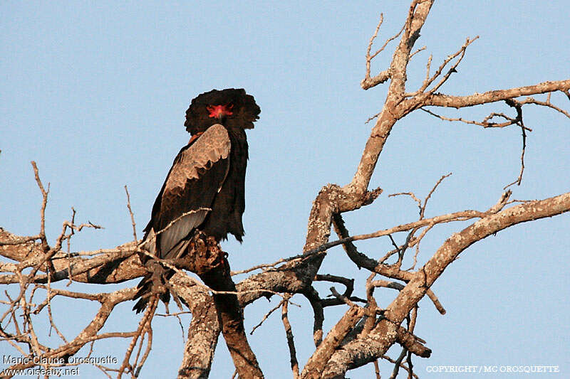 Bateleur des savanes femelle adulte nuptial, composition, pigmentation, Comportement