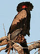 Bateleur des savanes