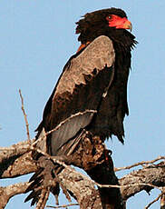 Bateleur des savanes