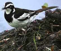 African Pied Wagtail