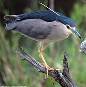 Black-crowned Night Heron