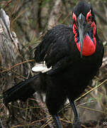 Southern Ground Hornbill