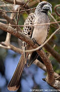 African Grey Hornbill