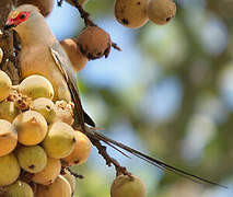 Red-faced Mousebird