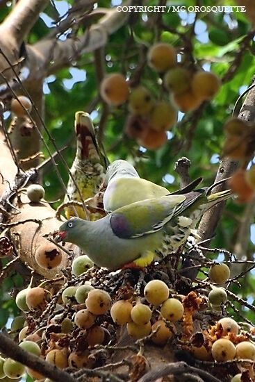 African Green Pigeon