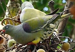 African Green Pigeon