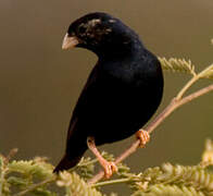 Village Indigobird