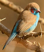 Red-cheeked Cordon-bleu