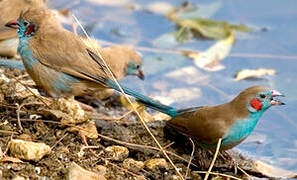 Red-cheeked Cordon-bleu