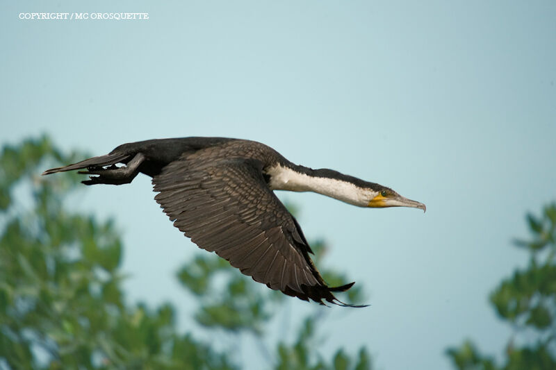 Cormoran à poitrine blanche