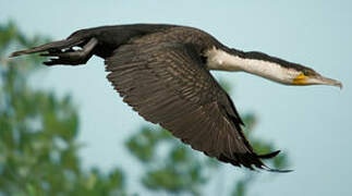 Cormoran à poitrine blanche