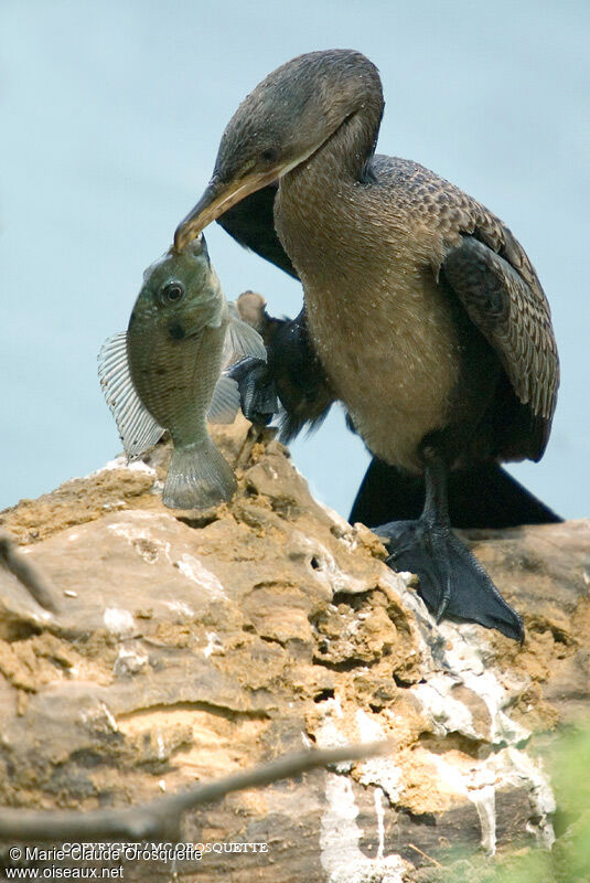 White-breasted Cormorant