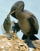 Cormoran à poitrine blanche