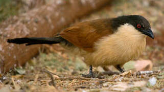 Senegal Coucal