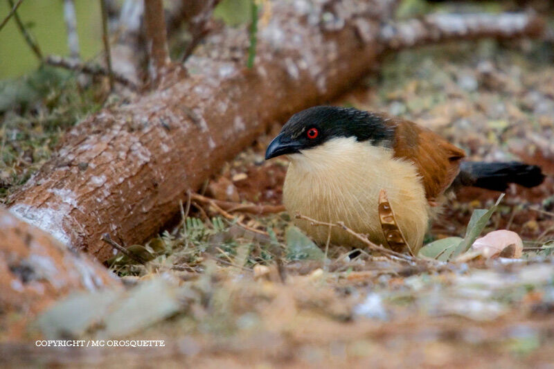 Senegal Coucal