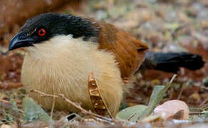 Coucal du Sénégal